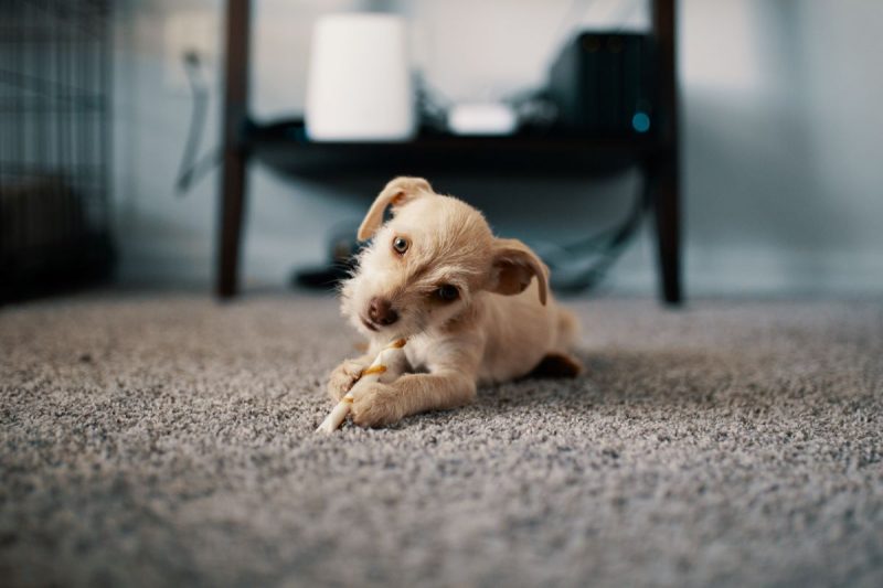 Carpet Cleaning Hobart